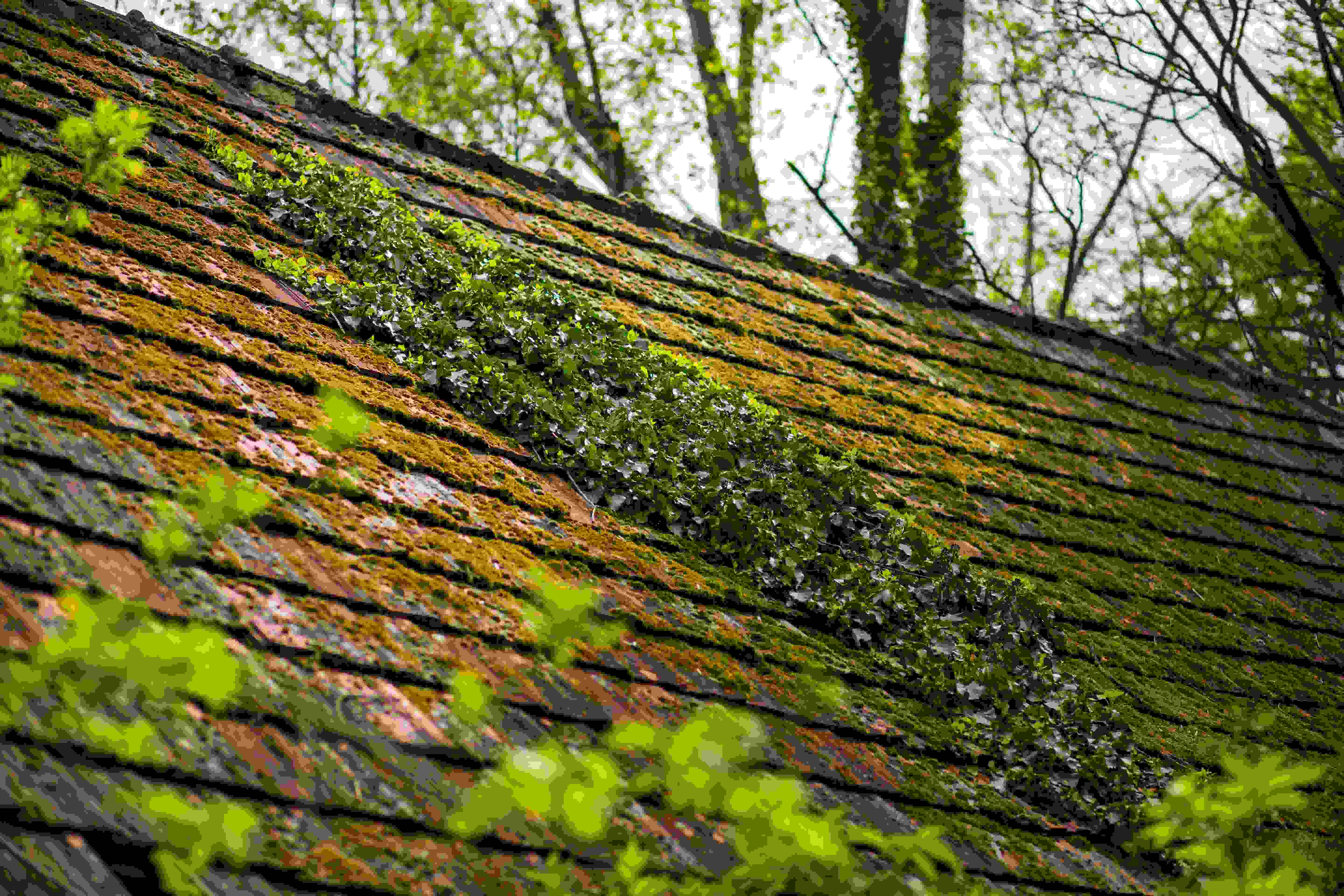 low-angle-shot-of-weeds-and-ivy-growing-on-a-house